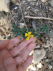 Helianthemum