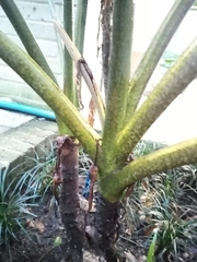 Alocasia boa