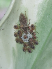 Antiteuchus tripterus