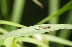 Oxyagrion terminale