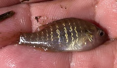 Lepomis megalotis