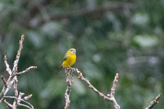 Euphonia chrysopasta