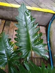 Alocasia boa