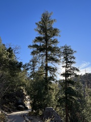 Pseudotsuga menziesii