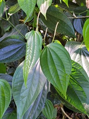 Piper reticulatum