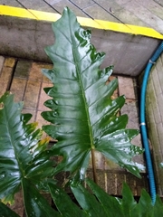 Alocasia boa