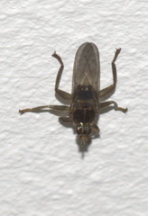 Pseudolynchia canariensis