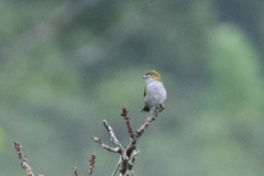 Euphonia chrysopasta