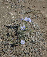 Linum perenne
