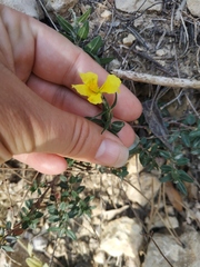 Helianthemum
