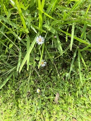 Ampelaster carolinianus