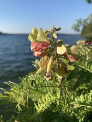 Tephrosia virginiana