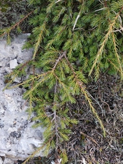 Juniperus communis hemisphaerica