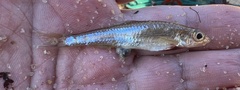 Notropis texanus