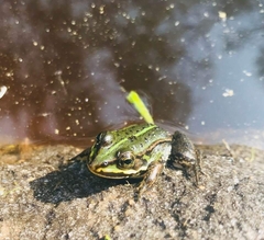 Pelophylax ridibundus