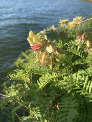 Tephrosia virginiana