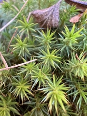 Polytrichum strictum