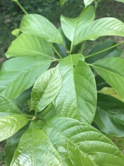 Persea americana