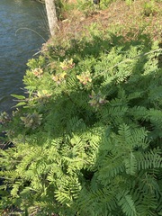 Tephrosia virginiana