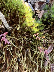 Polytrichum strictum