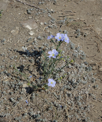 Linum perenne