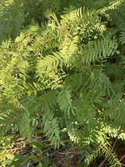 Tephrosia virginiana