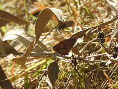 Pindis squamistriga