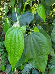 Piper reticulatum