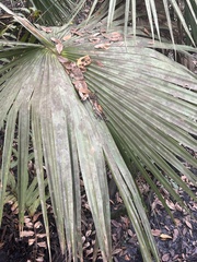 Coryphoideae