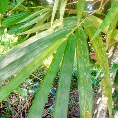 Bambusa vulgaris