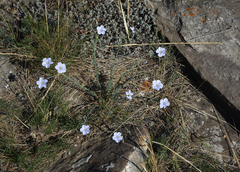 Linum perenne