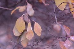 Spiraea × vanhouttei