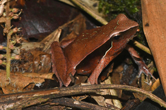 Physalaemus cuvieri