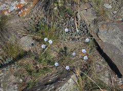 Linum perenne