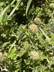 Acaena ovalifolia