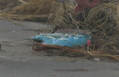 Sparisoma chrysopterum