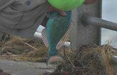 Sparisoma chrysopterum