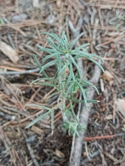 Teucrium pseudochamaepitys