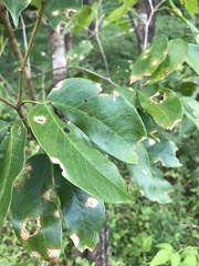 Hymenaea courbaril