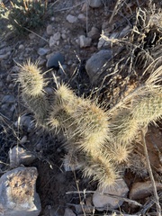 Opuntia polyacantha erinacea