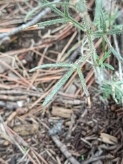 Teucrium pseudochamaepitys