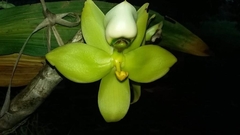Cycnoches