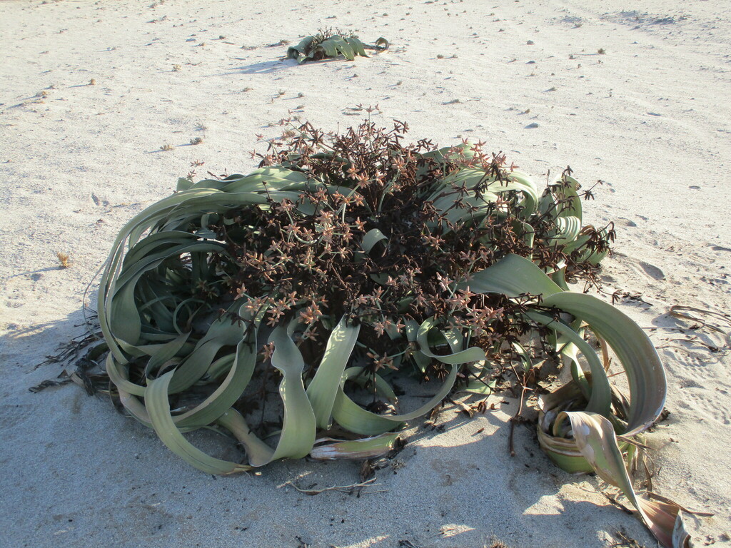 Welwitschia mirabilis, Erongo Region, Namibia