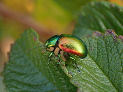 Chrysolina graminis