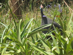 Numida meleagris coronatus