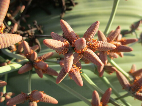 Welwitschia mirabilis