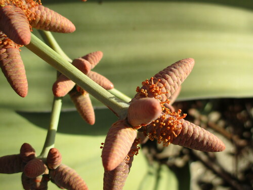 Welwitschia mirabilis