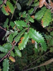 Quercus faginea