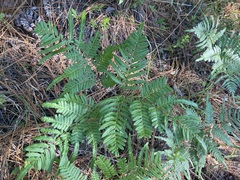 Pteridium aquilinum pseudocaudatum