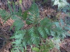 Pteridium aquilinum pseudocaudatum